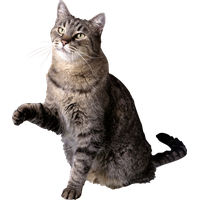 Cat PNG