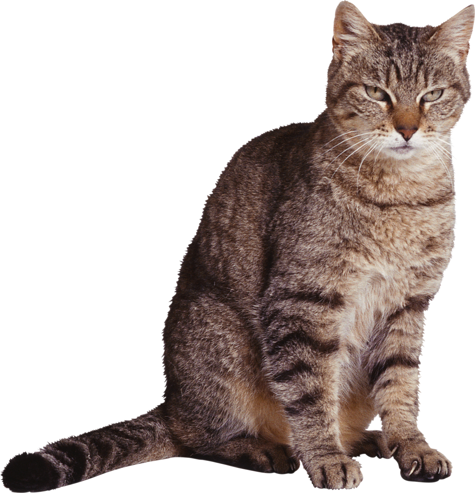 Cat Transparent PNG Image