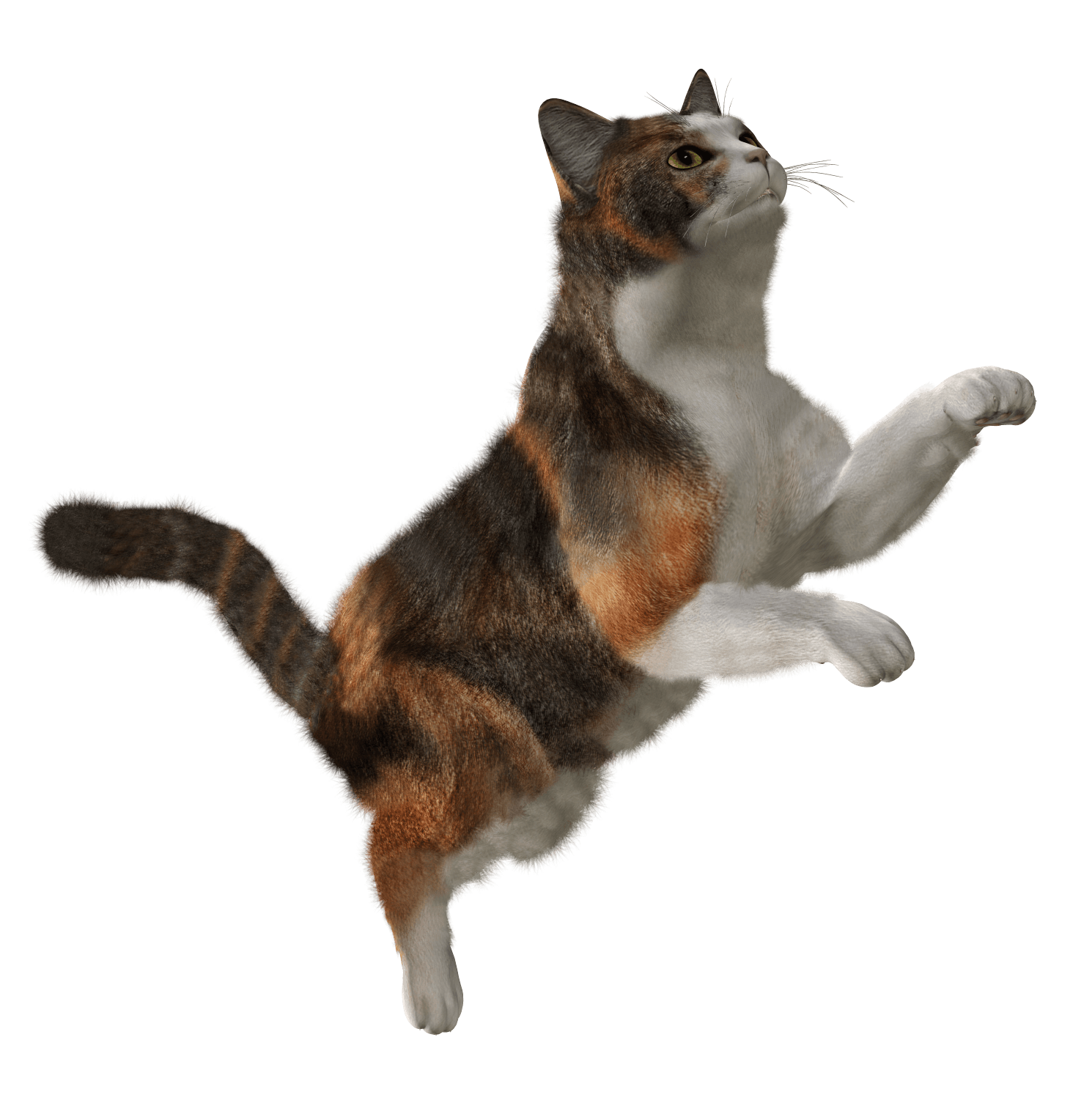 Cat Transparent PNG Image