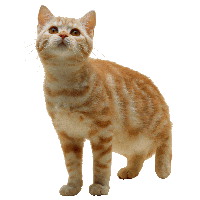 Cat PNG