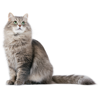 Cat PNG