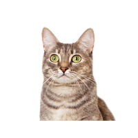 Cat looking PNG