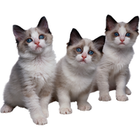 3 kittens cat PNG