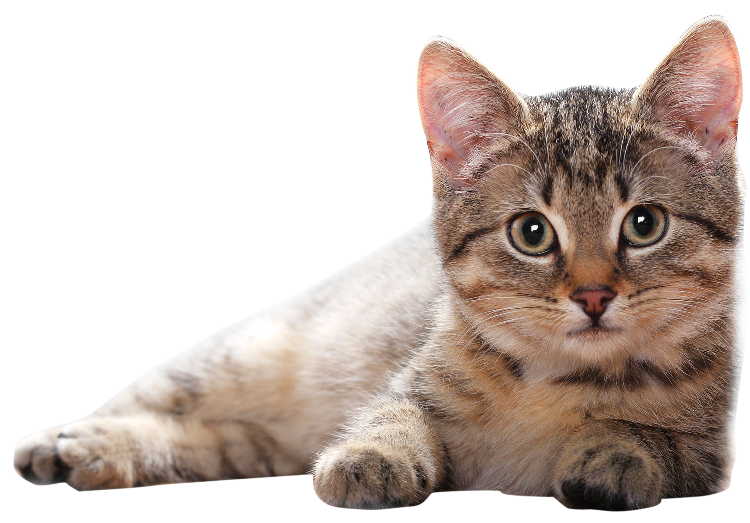 Laying kitten Transparent PNG Image