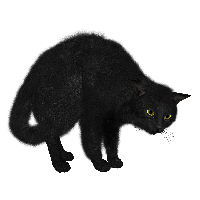 Cat PNG