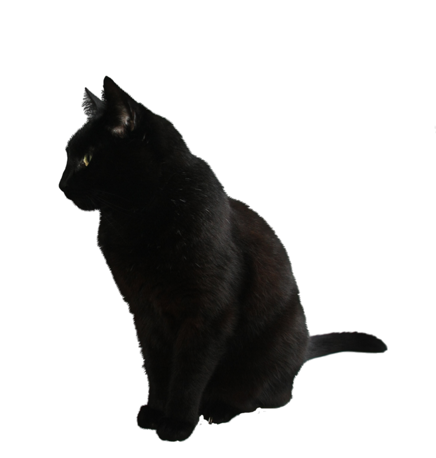 Cat Transparent PNG Image