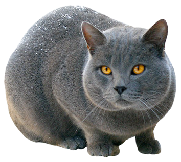 Big silver cat Transparent PNG Image