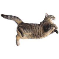 Cat flying PNG