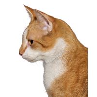 Cat PNG