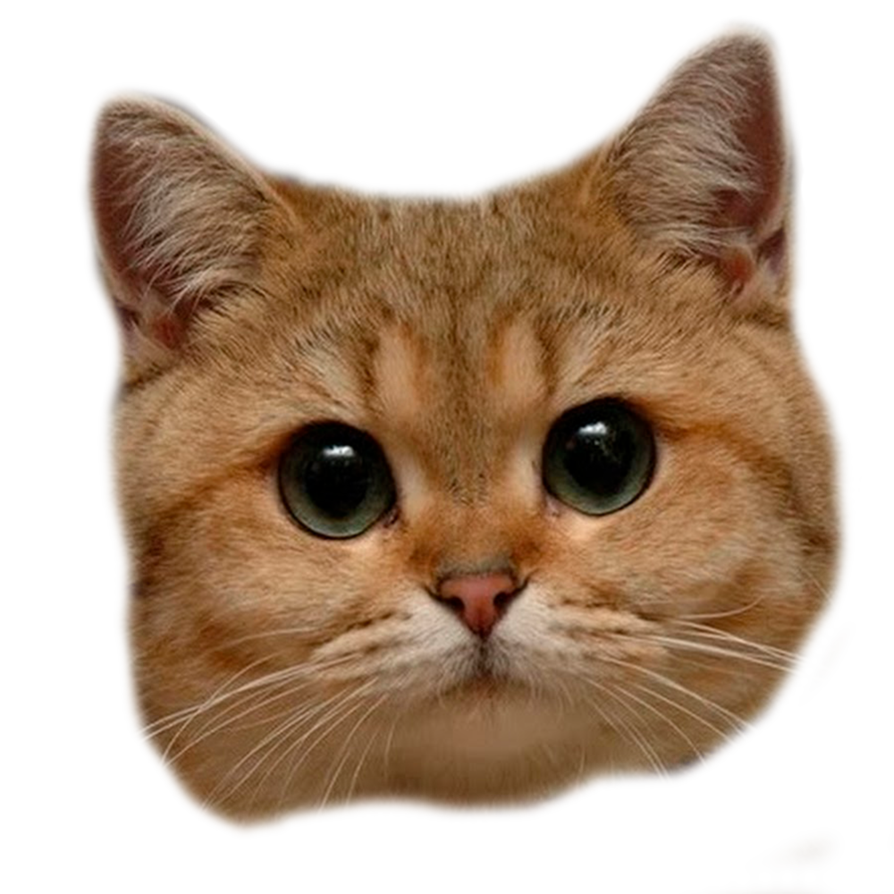 Cat head Transparent PNG Image