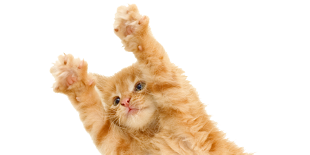 Jumping cat Transparent PNG Image