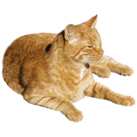 Cat PNG