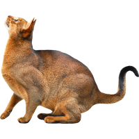 Cat PNG