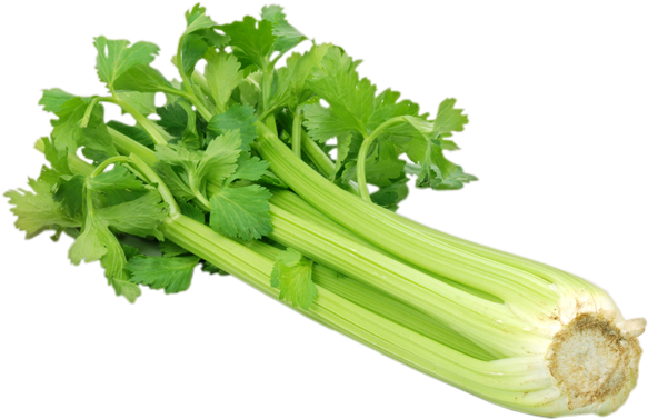 Celery Fresh Green PNG Image High Quality PNG Image