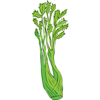 Celery Fresh Green Photos Free HQ Image PNG Image