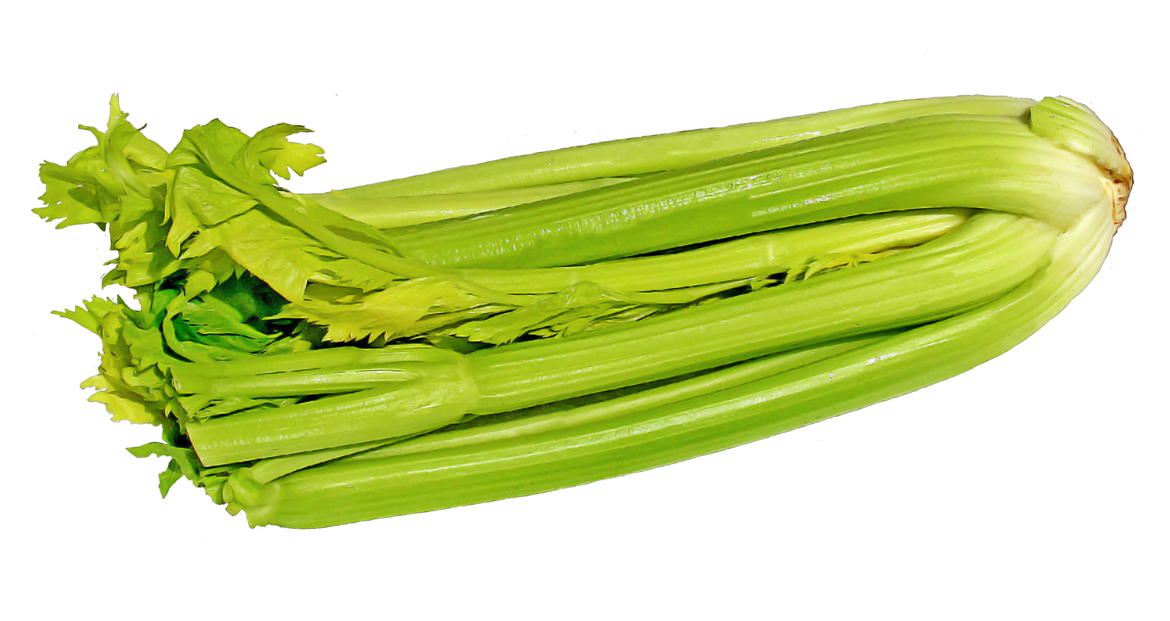 Celery Fresh Green Free HQ Image PNG Image