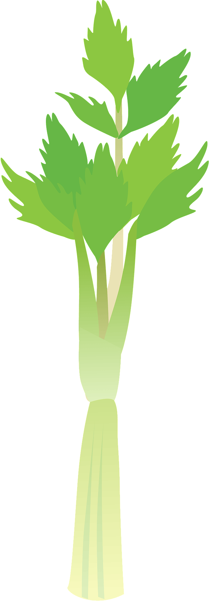 Celery Green Organic Photos Free Download PNG HQ Transparent PNG Image