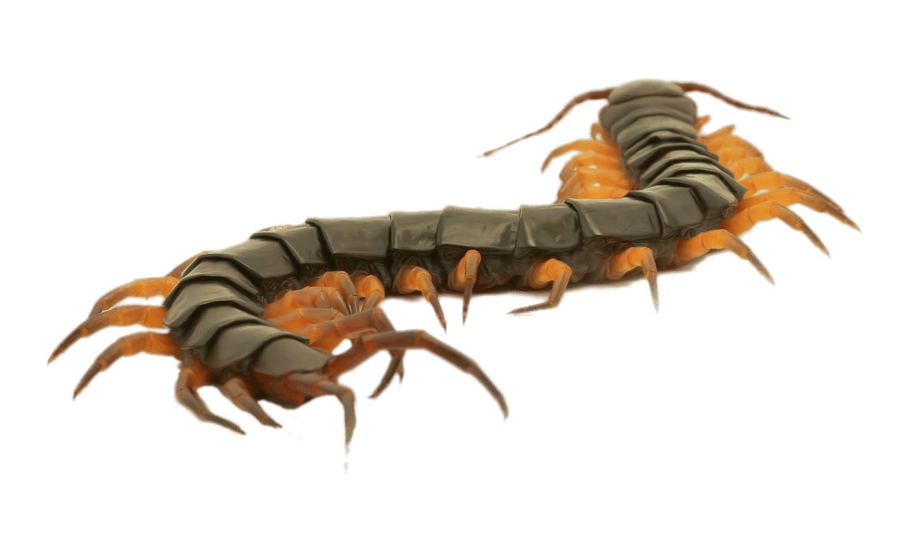 Centipede Transparent PNG Image