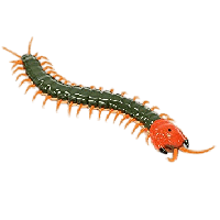 Centipede PNG