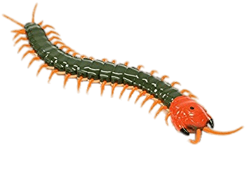 Centipede Transparent PNG Image