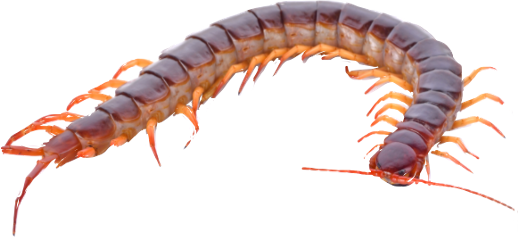Centipede Transparent PNG Image