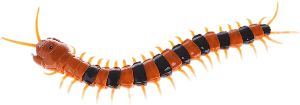Centipede Transparent PNG Image