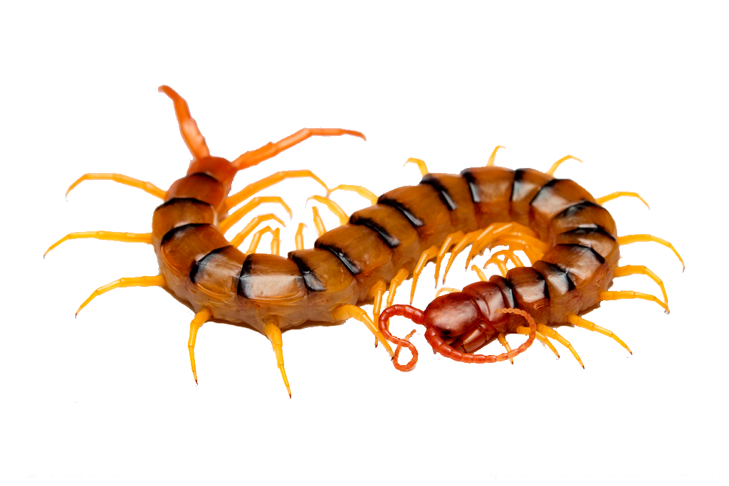 Centipede Transparent PNG Image