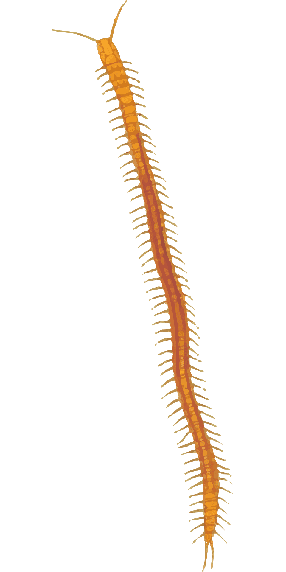 Long Centipede Transparent PNG Image