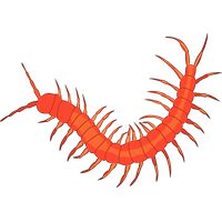 Red Centipede Transparent PNG Image
