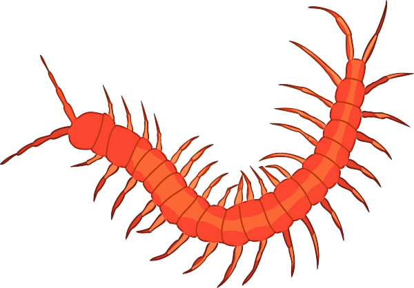 Red Centipede Transparent PNG Image