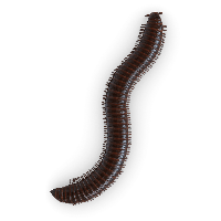 Centipede PNG