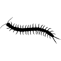 Centipede PNG