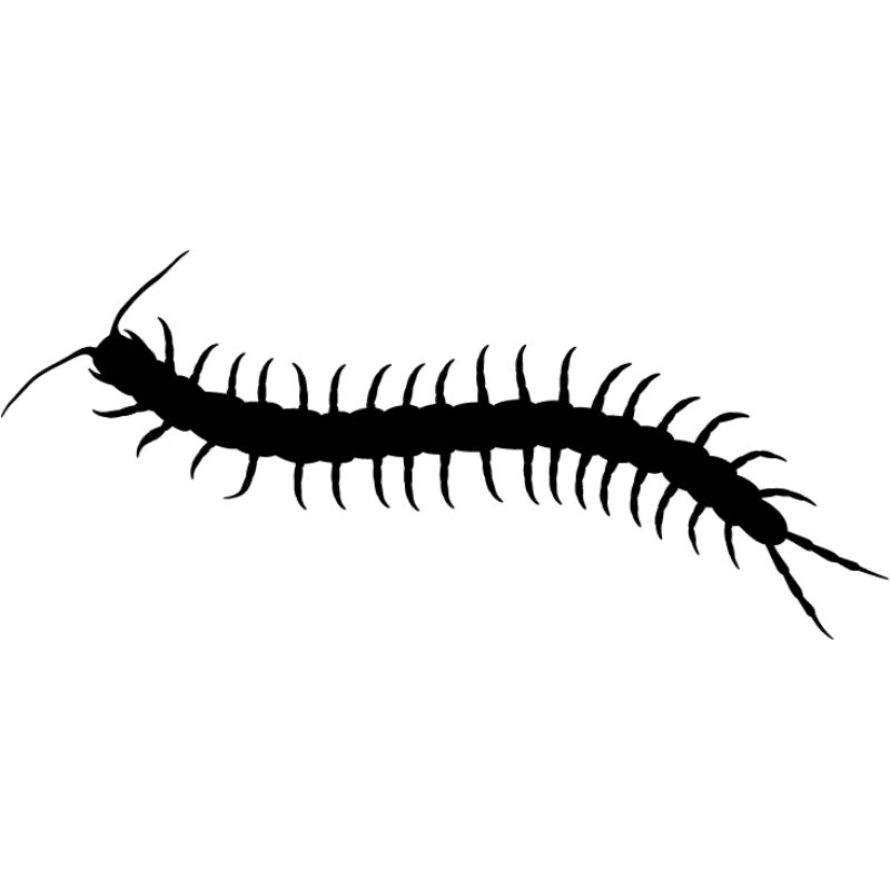 Centipede Transparent PNG Image