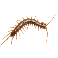 Centipede insect Transparent PNG Image