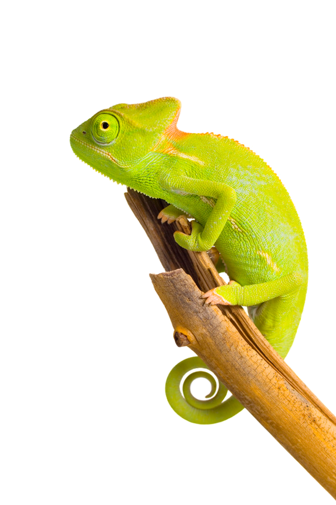 Chameleon Image PNG Image
