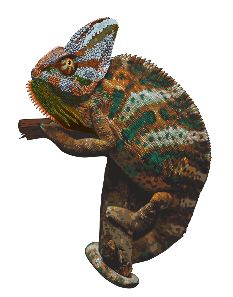 Chameleon Picture PNG Image