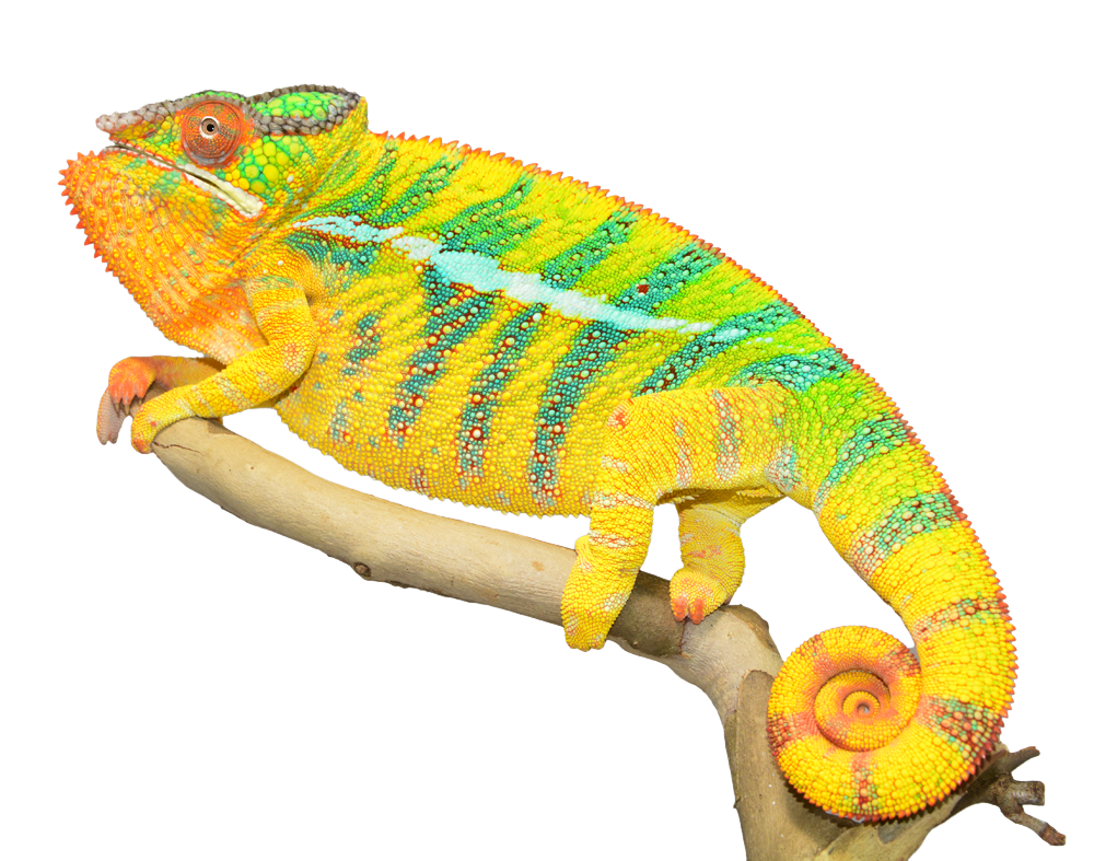 Chameleon Photos PNG Image