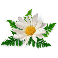 Camomile Free Download Png PNG Image