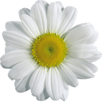 Camomile Png PNG Image