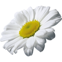 Camomile Transparent PNG Image