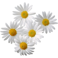 Camomile Png Clipart PNG Image