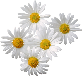 Camomile Png Clipart PNG Image