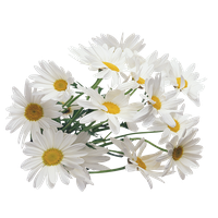 Camomile Png Image PNG Image