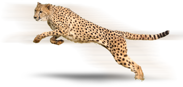 Cheetah High-Quality Png PNG Image