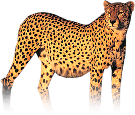 Cheetah Png Hd PNG Image