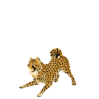 Cheetah Clipart