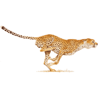 Cheetah Image