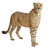 Cheetah Png File Transparent PNG Image
