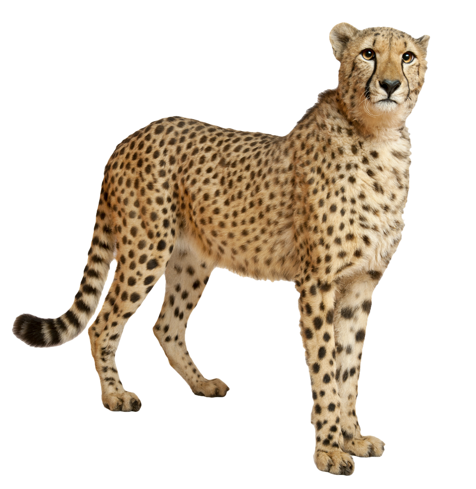 Cheetah Png File PNG Image
