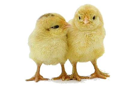 Baby Chicken Photos PNG Image